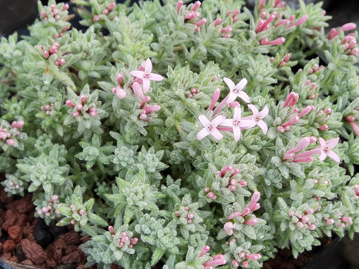 Asperula arcadiensis 2